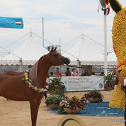 2012 Menton Arabian Horse Championships