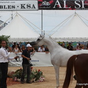 2012 Menton Arabian Horse Championships