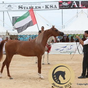 2012 Menton Arabian Horse Championships