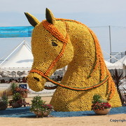 2012 Menton Arabian Horse Championships