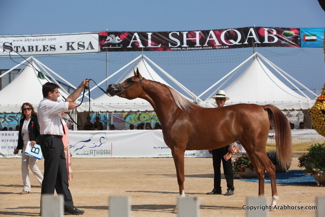 2012 Menton Arabian Horse Championships
