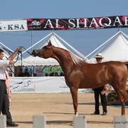 2012 Menton Arabian Horse Championships