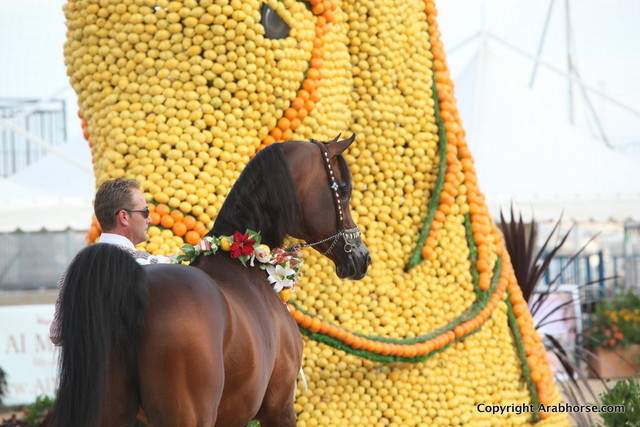 2012 Menton Arabian Horse Championships
