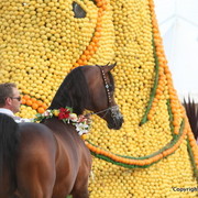 2012 Menton Arabian Horse Championships