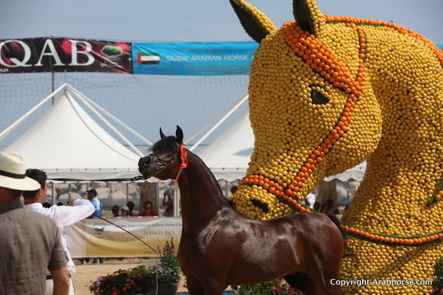 2012 Menton Arabian Horse Championships