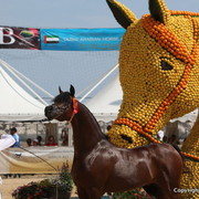 2012 Menton Arabian Horse Championships