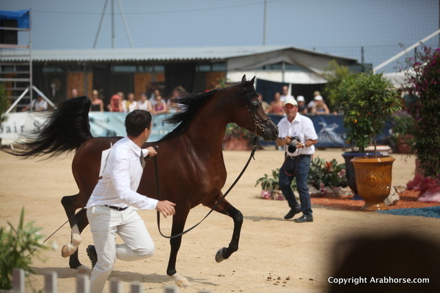 2012 Menton Arabian Horse Championships