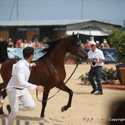 2012 Menton Arabian Horse Championships