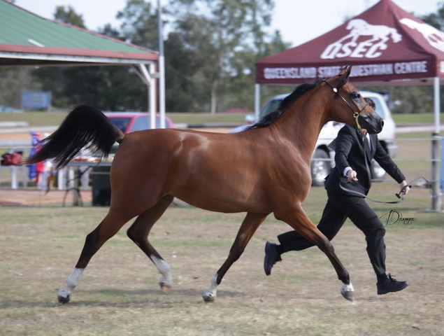 2012 Sprint Affair - Queensland Australia