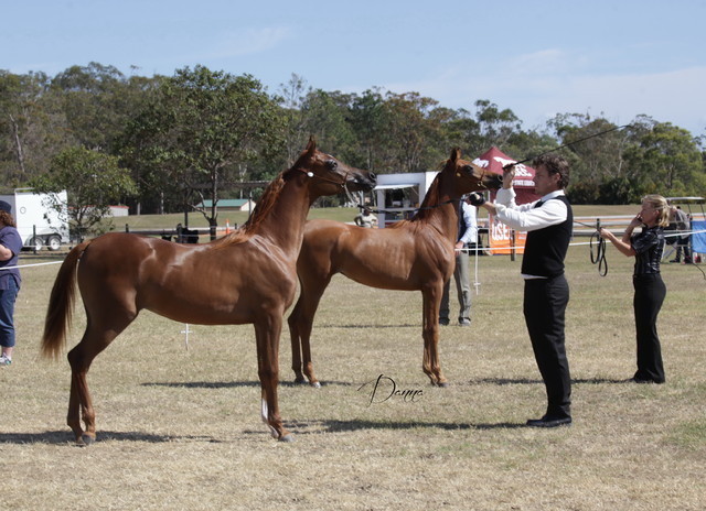 2012 Sprint Affair - Queensland Australia