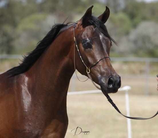 2012 Sprint Affair - Queensland Australia
