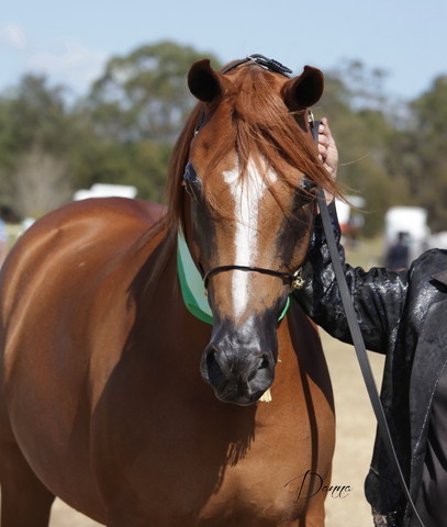 2012 Sprint Affair - Queensland Australia