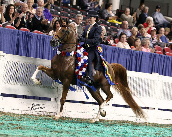 The First Annual Arabian Celebration 