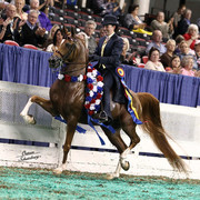 The First Annual Arabian Celebration 