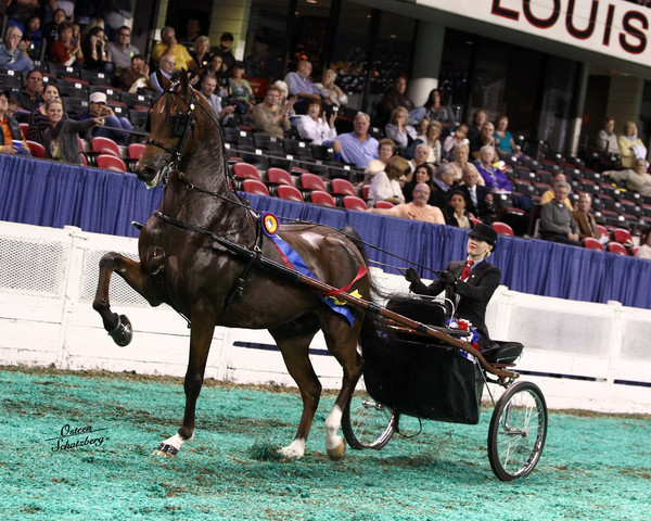 The First Annual Arabian Celebration 