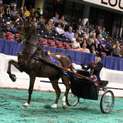 The First Annual Arabian Celebration 