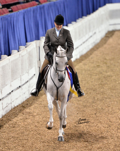 The First Annual Arabian Celebration 