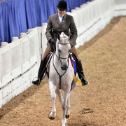 The First Annual Arabian Celebration 