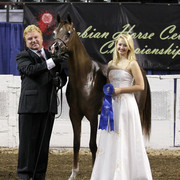 The First Annual Arabian Celebration 