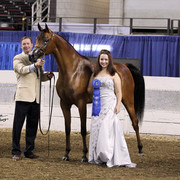 The First Annual Arabian Celebration 