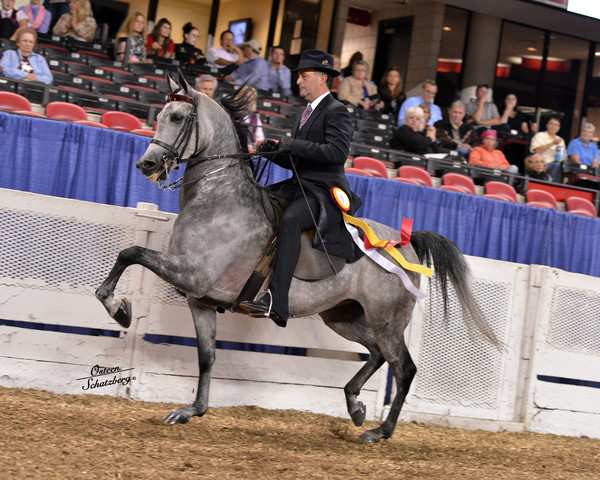 The First Annual Arabian Celebration 