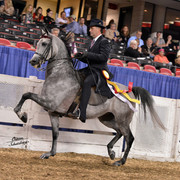 The First Annual Arabian Celebration 