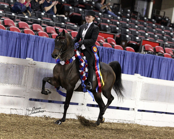 The First Annual Arabian Celebration 