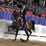 The First Annual Arabian Celebration 