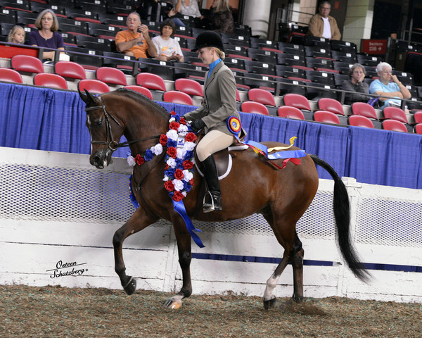 The First Annual Arabian Celebration 