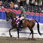 The First Annual Arabian Celebration 