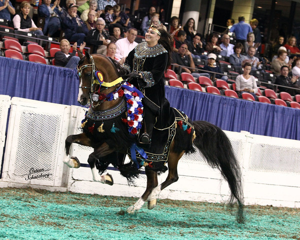 The First Annual Arabian Celebration 