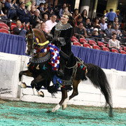 The First Annual Arabian Celebration 