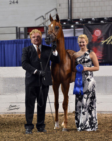 The First Annual Arabian Celebration 