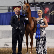 The First Annual Arabian Celebration 