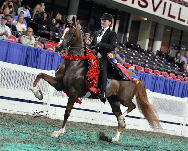 The First Annual Arabian Celebration 