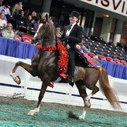 The First Annual Arabian Celebration 