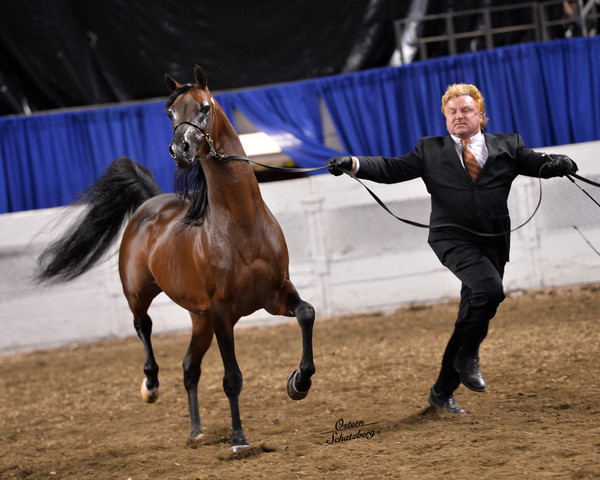 The First Annual Arabian Celebration 