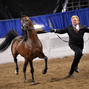 The First Annual Arabian Celebration 