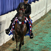 The First Annual Arabian Celebration 