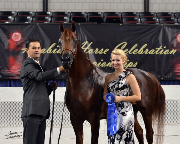 The First Annual Arabian Celebration 