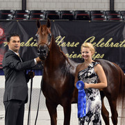 The First Annual Arabian Celebration 