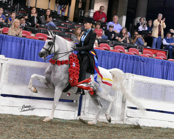 The First Annual Arabian Celebration 