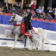 The First Annual Arabian Celebration 