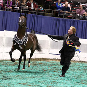 The First Annual Arabian Celebration 