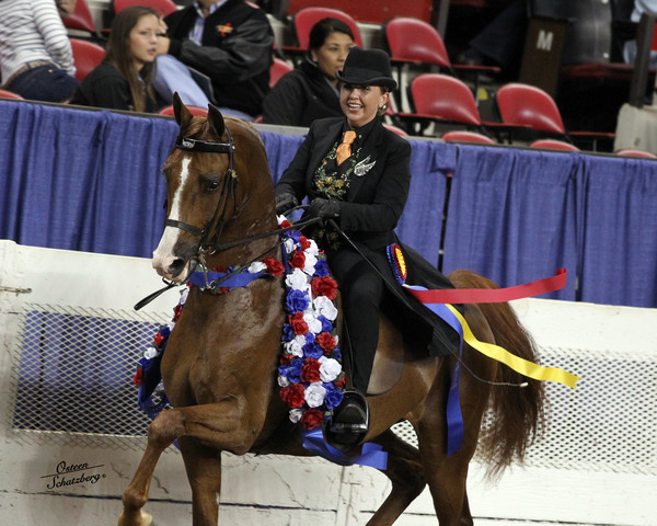 The First Annual Arabian Celebration 