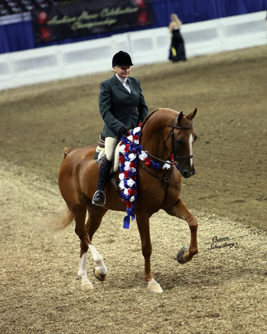 The First Annual Arabian Celebration 