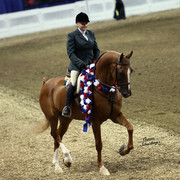 The First Annual Arabian Celebration 