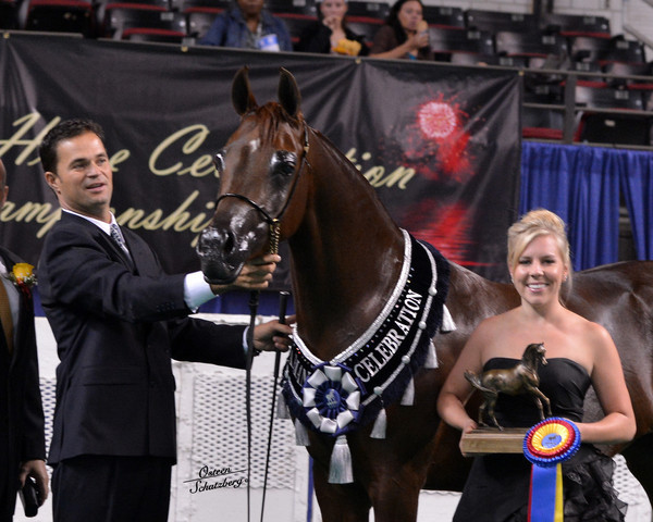 The First Annual Arabian Celebration 