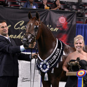 The First Annual Arabian Celebration 