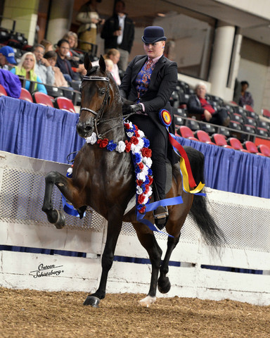 The First Annual Arabian Celebration 